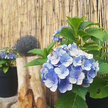 Bed & Breakfast D'hotes Les Portes De La Saone 3*