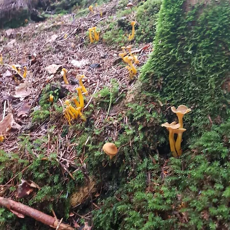 D'hotes Les Portes De La Saone Viomenil