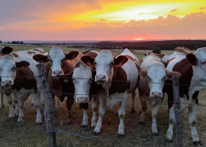 Bed & Breakfast D'hotes Les Portes De La Saone Viomenil