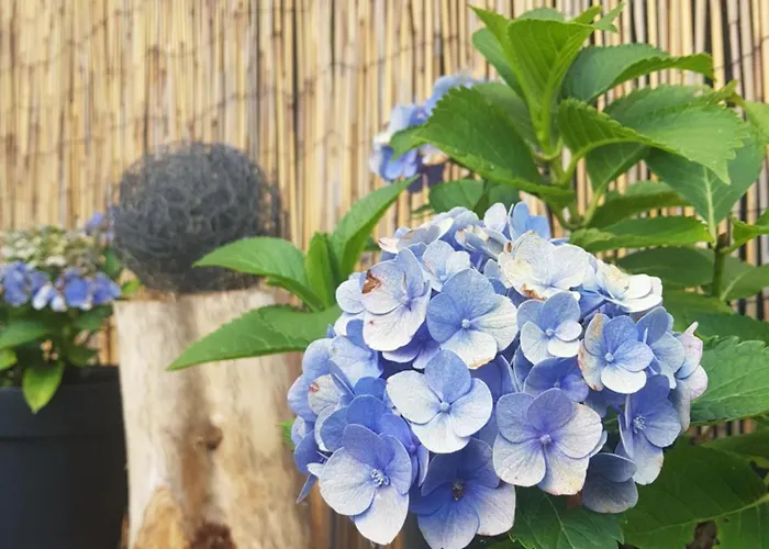 Bed & Breakfast D'hotes Les Portes De La Saone 3*