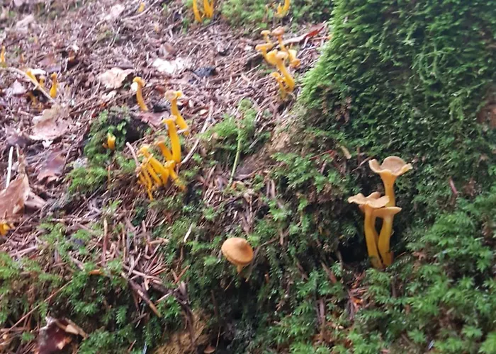 D'hotes Les Portes De La Saone Viomenil