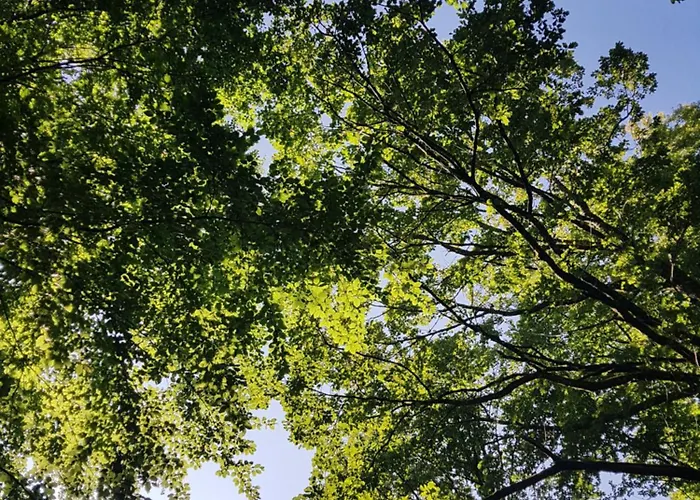 D'hotes Les Portes De La Saone Bed & Breakfast Viomenil