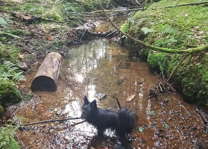 Bed & Breakfast D'hotes Les Portes De La Saone Viomenil